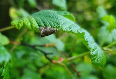 Syricoris lacunana