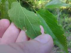 Pachypsylla celtidisasterisca