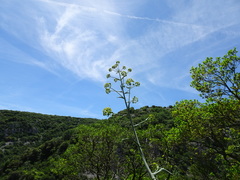 Ferula glauca