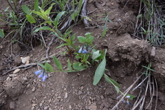 Mertensia oblongifolia