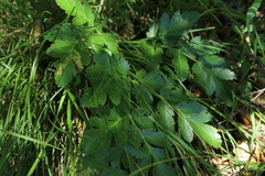 Laserpitium nitidum