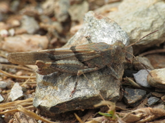 Sphingonotus lluciapomaresi