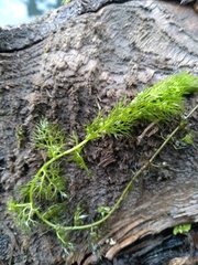 Utricularia australis