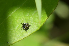 Eurydema oleracea