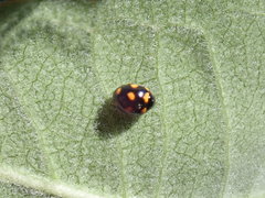 Brachiacantha ursina