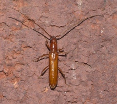 Aneflomorpha