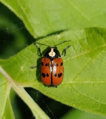 Cryptocephalus octopunctatus