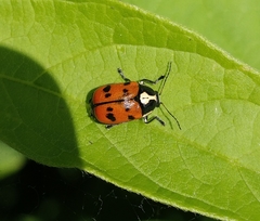 Cryptocephalus octopunctatus