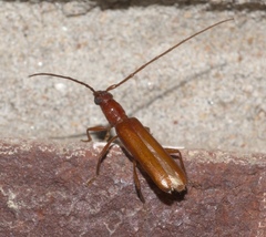 Aneflomorpha