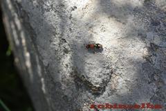 Ronisia brutia