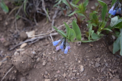 Mertensia oblongifolia
