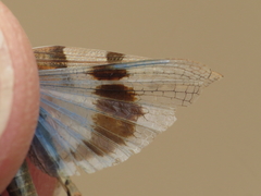 Sphingonotus lluciapomaresi