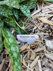 Pulmonaria saccharata