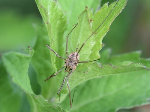 European Harvestman, Nieuweweg, Groesbeek, Nederland, photo 7 of 10