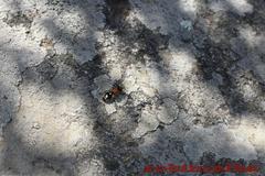 Ronisia brutia
