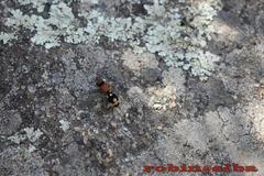 Ronisia brutia