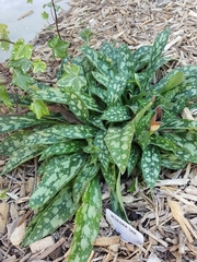 Pulmonaria saccharata