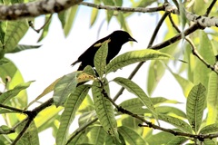 Icterus melanopsis