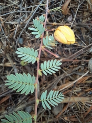 Chamaecrista serpens