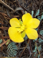 Chamaecrista serpens