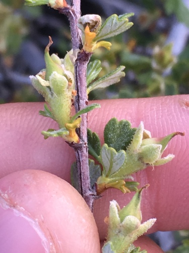 Antelope Bitterbrush