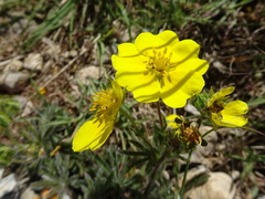 Potentilla hirta
