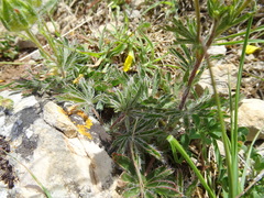 Potentilla hirta