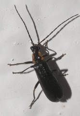 Rhagonycha angulata