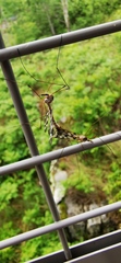 Tipula trivittata