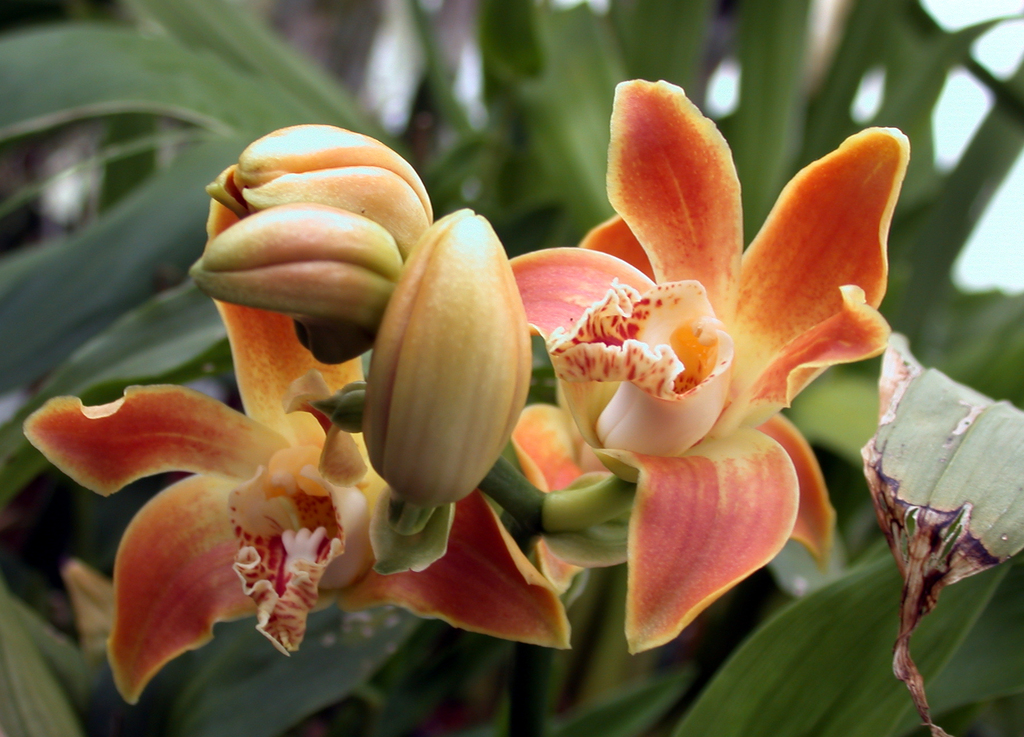 Chysis aurea