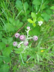 Cirsium arvense vestitum