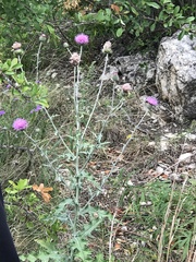 Cirsium texanum