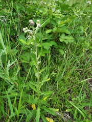 Cirsium arvense vestitum