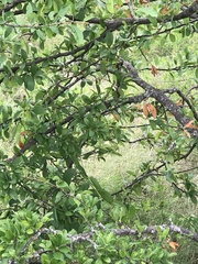 Zanthoxylum hirsutum