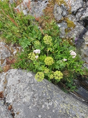 Angelica archangelica litoralis