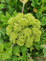 Angelica archangelica litoralis