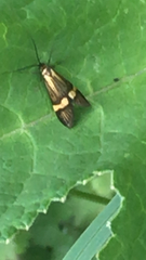 Nemophora degeerella