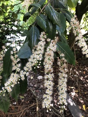 Prunus lusitanica