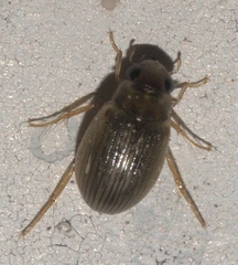 Berosus exiguus