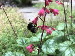 Bombus terrestris