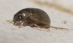 Berosus exiguus