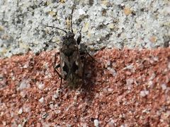 Sphragisticus nebulosus