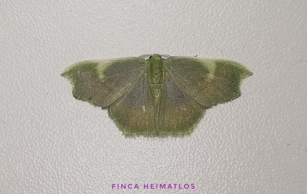 Lissocentra vitiosaria