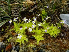 Pinguicula hirtiflora