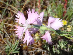 Dianthus gallicus