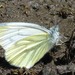 Dark-veined White - Photo (c) Roberto Sindaco, some rights reserved (CC BY-NC-SA), uploaded by Roberto Sindaco