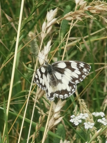 Melanargia galathea