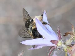 Melitta haemorrhoidalis