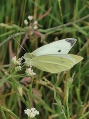 Pieris rapae
