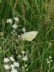 Pieris rapae